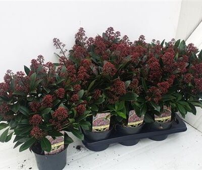 Скімія 'Rubella'