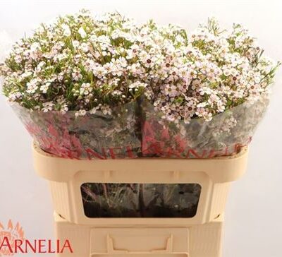 Хамелаціум 'Katrien'