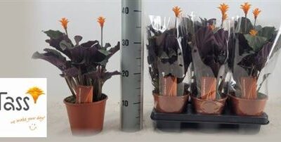 Калатея 'CROCATA'