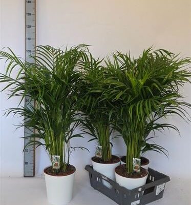 Пальма Арека