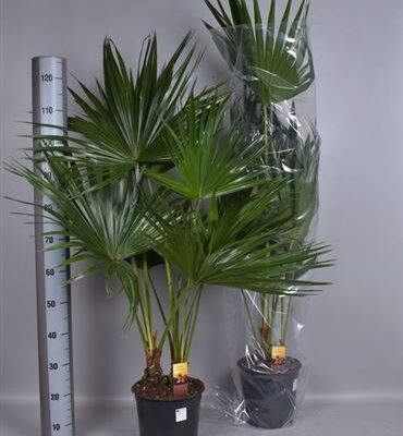 Пальма 'Livistona Rotundifol'