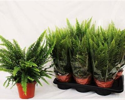 Папороть 'Green Lady'