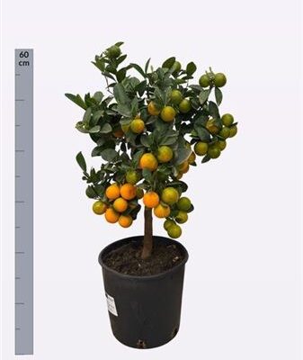 Цитрус 'Microcarpa'