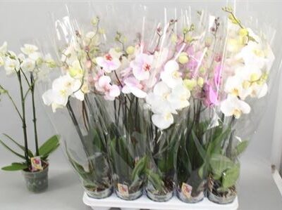 Орхідея 2-х стеблова 'Gem 7 Kl'