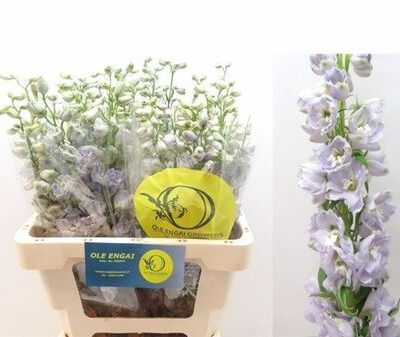 Дельфініум 'Ov'