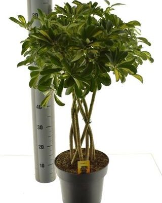 Шефлера 'Gold Capell'