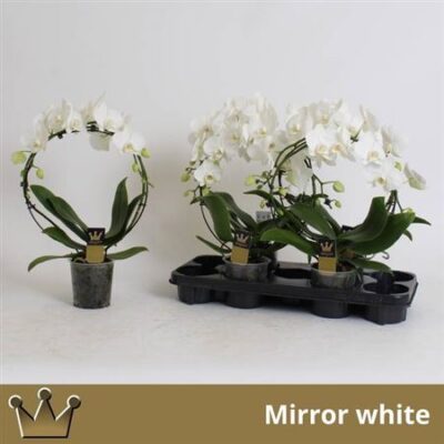 Орхідея 'CASCADE'