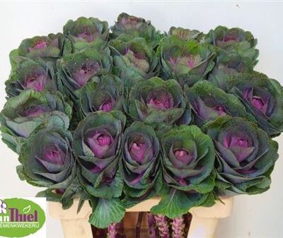 Брасіка 'RED CRANE'