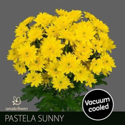 Хризантема 'PASTELA SUNNY'