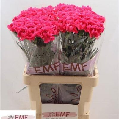 Гвоздика 'Cherry Damasc+'