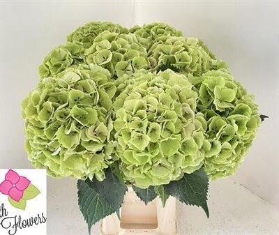 Гортензія 'Salute Cl'