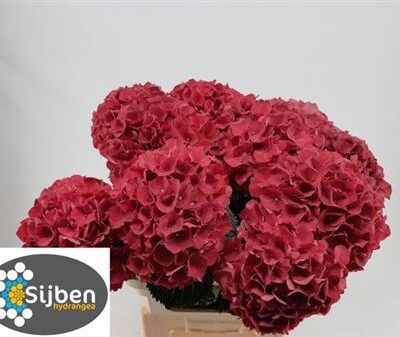 Гортензія 'Mag Rubyred'
