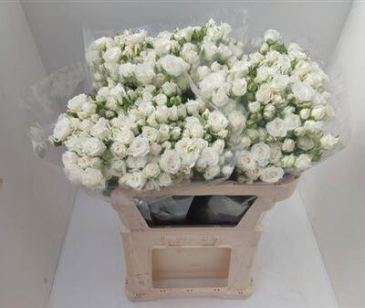 Кущова троянда 'JOSEPHINE'