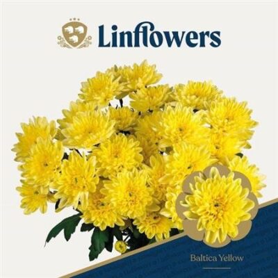 Хризантема 'BALTICA YELLOW'