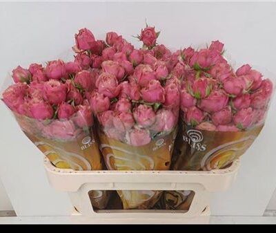 Кущова троянда 'ANT TRENDSETTER'