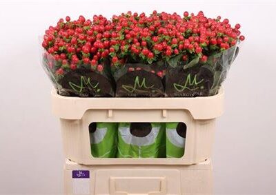 Гіперікум 'Tomato Flair'