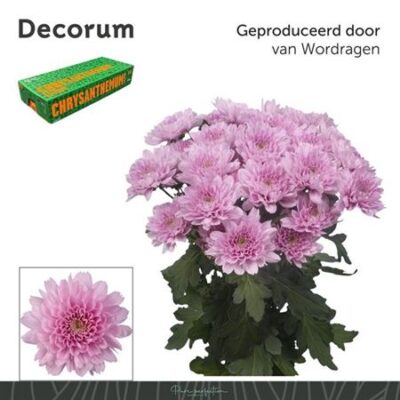 Хризантема 'KALIMBA'