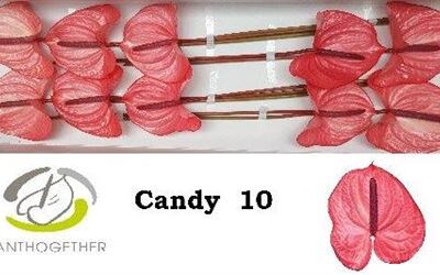 Антуріум 'Candy'