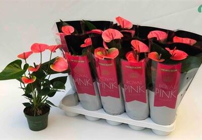 Антуріум 'Sweet Dream'