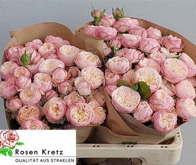 Кущова троянда 'Royal Blush'