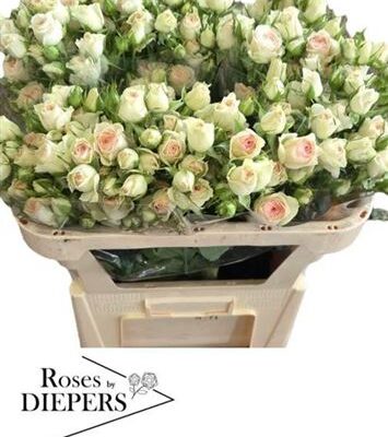 Кущова троянда 'PINKY PROMISE'