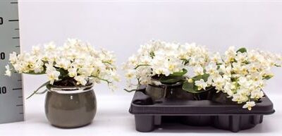 Орхідея 'Nazare'