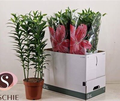 Лілія 'Helvetia'