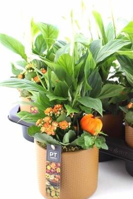 Композиція 1