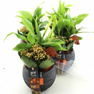 Композиція 2