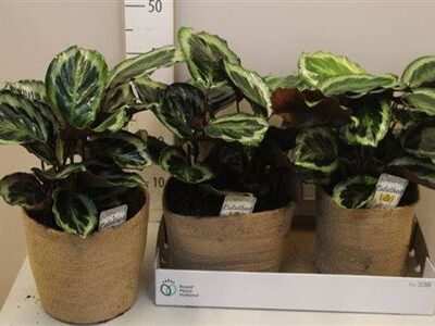 Композиція 3