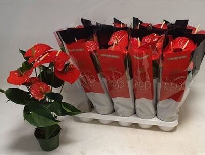 Антуріум 'Querida'