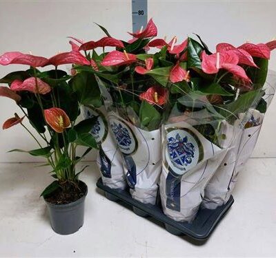 Антуріум 'Maine'