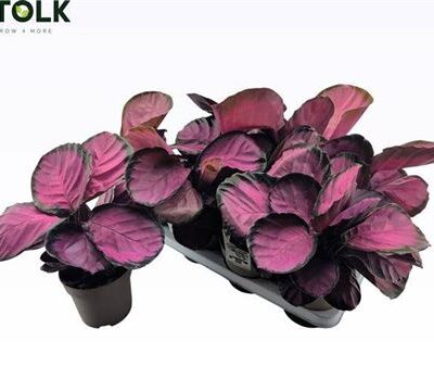 Калатея 'Mysty Red'