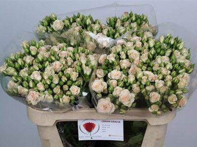 Кущова троянда 'Cream Gracia'