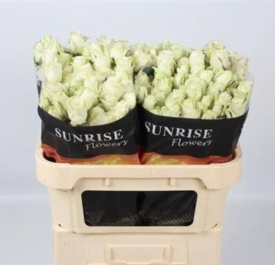 Кущова троянда 'Pola Sensation+'