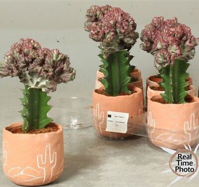 Кактус 'Lac Cristata'