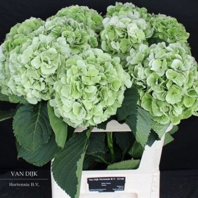 Гортензія 'Verena Cl'