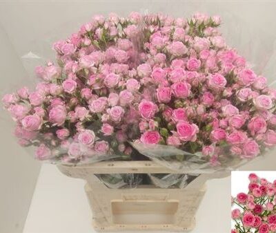 Кущова троянда 'Kate-lynn Pink'