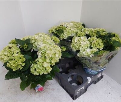 Гортензія 'Wudu'