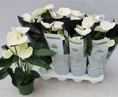 Антуріум 'Alpine'