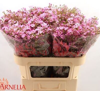 Хамелаціум 'Nieks Pride'