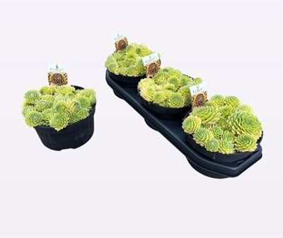 Сукулента 'Gem'