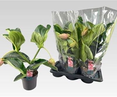 Мединіла 'Mag'