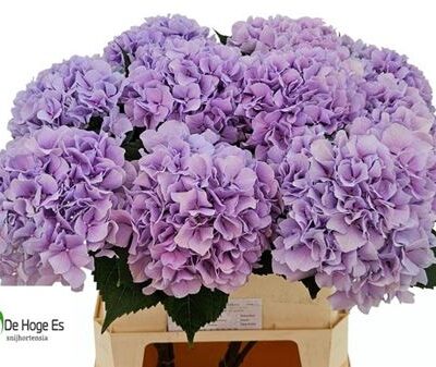 Гортензія 'Royal Benefit'