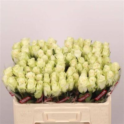 Одноголова троянда 'Athena'