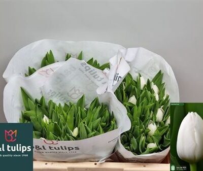 Тюльпан 'Royal Virgin'