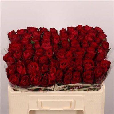 Одноголова троянда 'Madam Red'