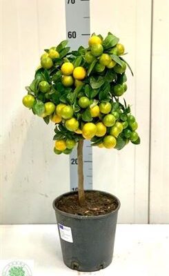 Цитрус 'MARGARITA'