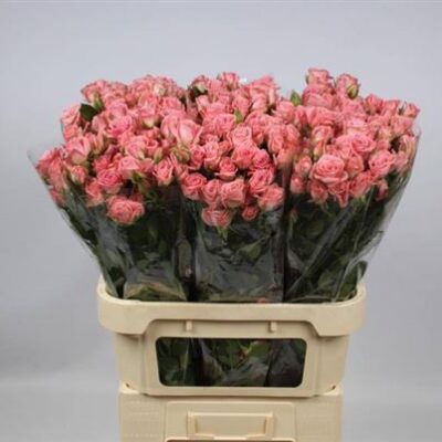 Кущова троянда 'Odilia'