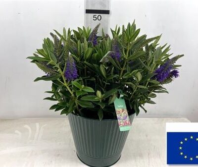 Композиція 9